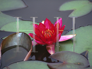 Picture of Nymphaea  'Froebelii'