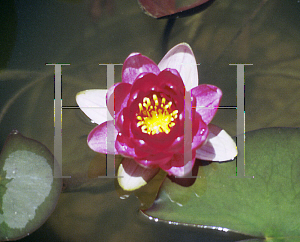 Picture of Nymphaea  'Froebelii'