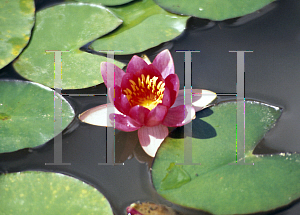 Picture of Nymphaea  'Froebelii'