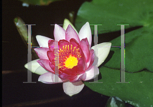 Picture of Nymphaea  'Gloriosa'