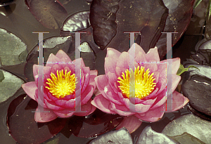 Picture of Nymphaea  'James Brydon'