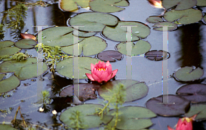 Picture of Nymphaea  'James Brydon'