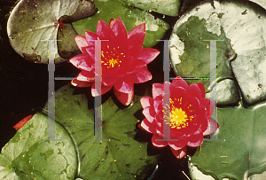 Picture of Nymphaea  'James Brydon'