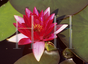 Picture of Nymphaea  'Laydekeri Fulgens'