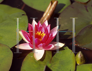 Picture of Nymphaea  'Laydekeri Fulgens'