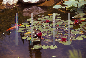 Picture of Nymphaea  'Laydekeri Fulgens'