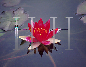 Picture of Nymphaea  'Laydekeri Fulgens'