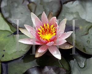 Picture of Nymphaea  'Laydekeri Purpurata'