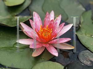 Picture of Nymphaea  'Laydekeri Purpurata'