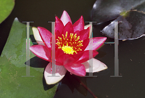 Picture of Nymphaea  'Luxurious Red'