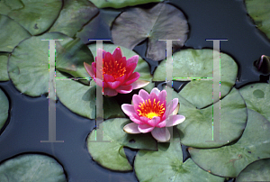 Picture of Nymphaea  'Madame Maurice Laydeker'