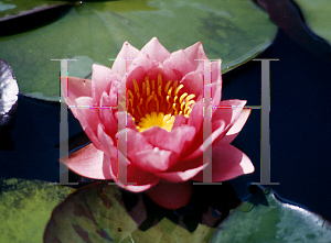 Picture of Nymphaea  'Maurice Laydeker'