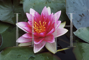 Picture of Nymphaea  'Meteor'