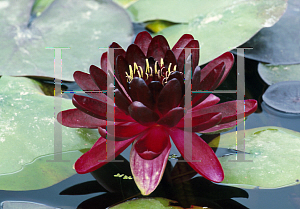 Picture of Nymphaea  'Black Princess'