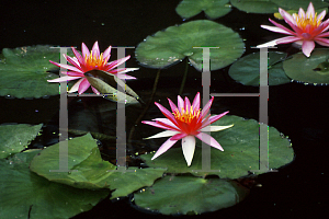 Picture of Nymphaea  'Newton'