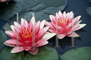 Picture of Nymphaea  'Rembrandt'
