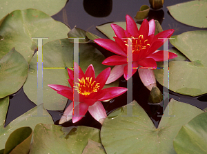 Picture of Nymphaea  'Vesuve'