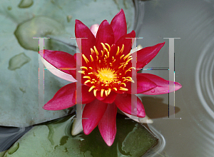 Picture of Nymphaea  'Vesuve'