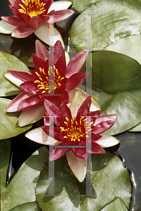 Picture of Nymphaea  'Vesuve'