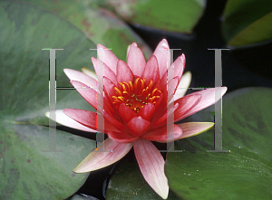 Picture of Nymphaea  'Sirius'
