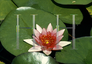 Picture of Nymphaea  'Sirius'