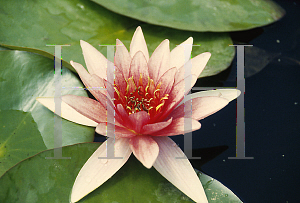 Picture of Nymphaea  'Sirius'