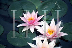 Picture of Nymphaea  'Amabilis'