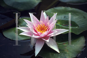 Picture of Nymphaea  'Amabilis'