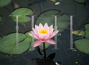 Picture of Nymphaea  'Anna Epple'