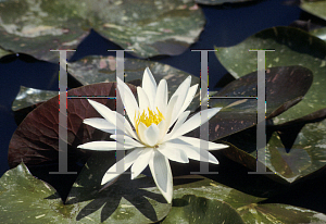 Picture of Nymphaea  'Arc En Ciel'