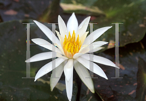 Picture of Nymphaea  'Arc En Ciel'