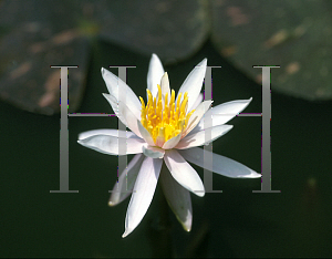 Picture of Nymphaea  'Arc En Ciel'