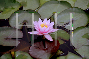 Picture of Nymphaea  'Pink Beauty'