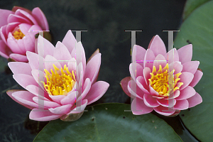 Picture of Nymphaea  'Pink Beauty'