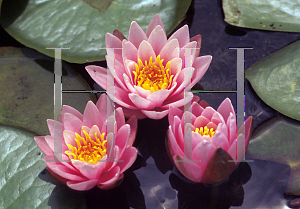 Picture of Nymphaea  'Pink Beauty'