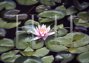 Picture of Nymphaea  'Fritz Junge'