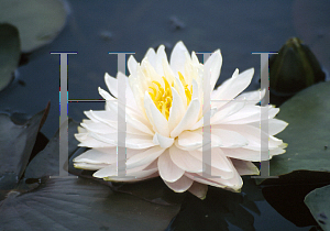 Picture of Nymphaea  'Gloire de Temple sur Lot'