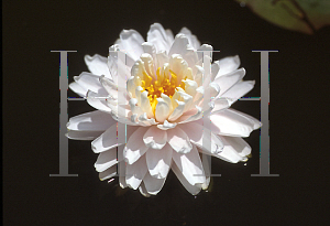 Picture of Nymphaea  'Gloire de Temple sur Lot'