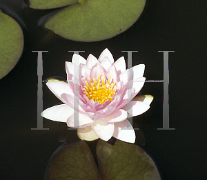 Picture of Nymphaea  'Hollandia'