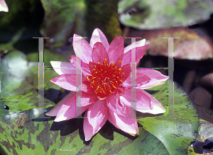 Picture of Nymphaea  'Lucida'