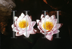 Picture of Nymphaea  'Marliacea Carnea'