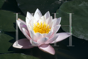 Picture of Nymphaea  'Marliacea Carnea'