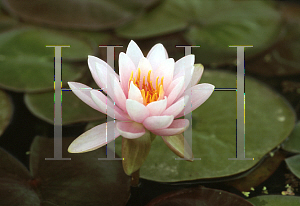 Picture of Nymphaea  'Peter Slocum'