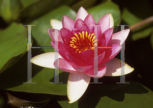 Picture of Nymphaea  'Masaniello'