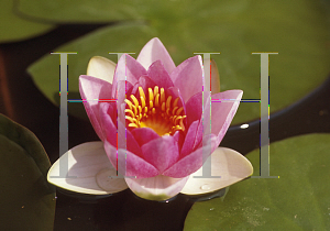 Picture of Nymphaea  'Masaniello'