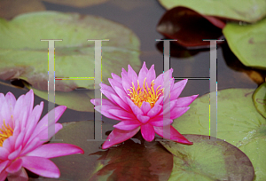 Picture of Nymphaea  'Mayla'