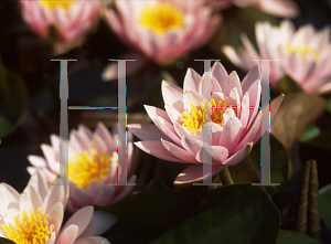 Picture of Nymphaea  'Pink Beauty'