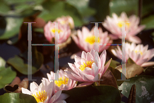 Picture of Nymphaea  'Pink Beauty'