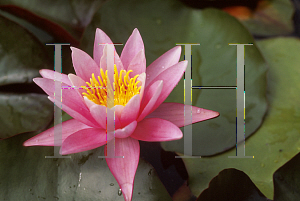 Picture of Nymphaea  'Pink Sensation'