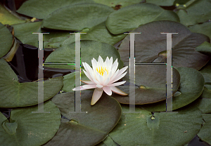 Picture of Nymphaea  'Pink Starlet'